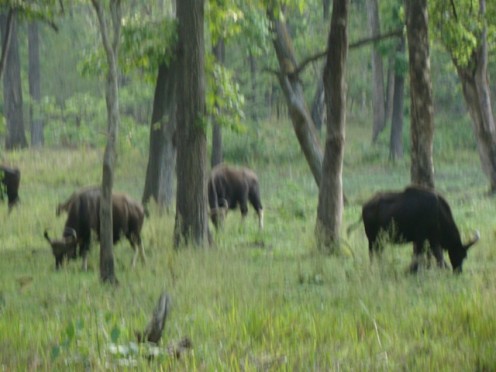 Tholpetty wildlife sanctuary