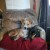 A new addition to the family. Training to be an assisted living dog. A new addition to the family. Training to be an assisted living dog.