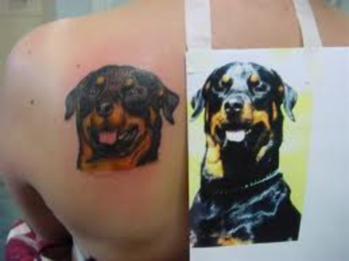 Rottweiler Tattoos And Meanings; Rottweiler Tattoo Designs And Ideas