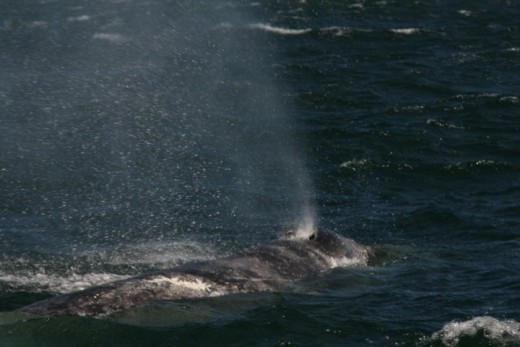 Tofino Wildlife