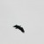 Tofino Wildlife Tofino Wildlife