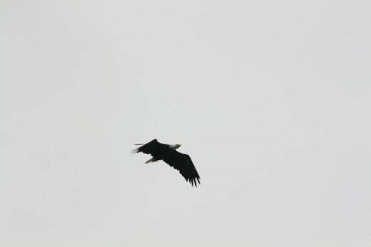 Tofino Wildlife