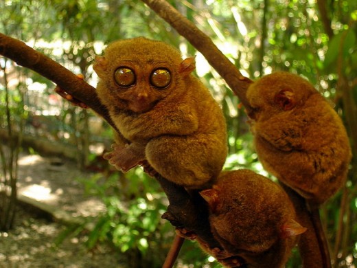 Philippine Tarsier in Bohol (Photo by KT Lim Majuro, Aug. 19, 2008-Wikimedia Commons)