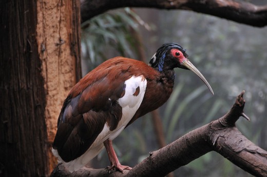 Madagascar Crested Ibis