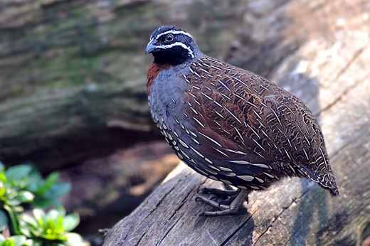 Madagascar Partridge.