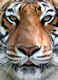 HubPages profile picture for @tds