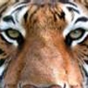 TDS profile image