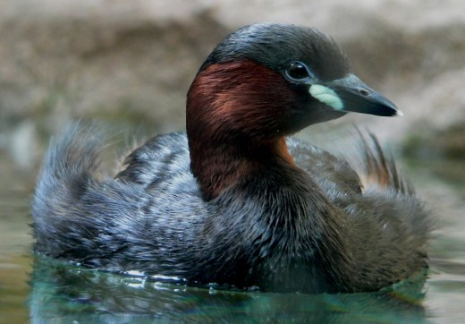 Little grebe