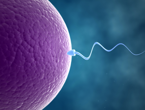 A image of a human egg and sperm fusion, I really liked the image so decided to put it up.