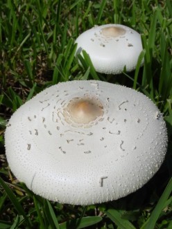 http://s2.hubimg.com/u/6533273_f248.jpg