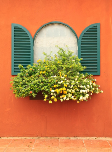 "Window and Flowers" 