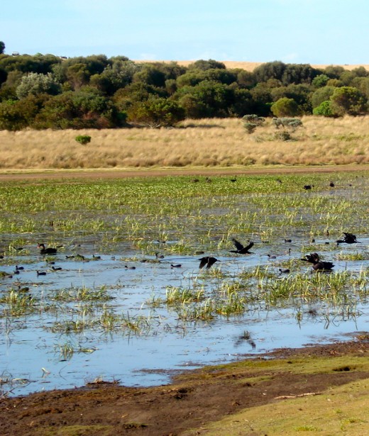 Black Swans and other water birds