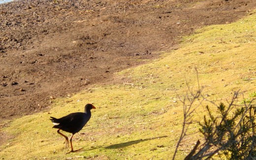 Water fowl on the prowl