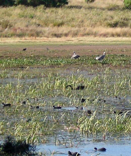 Cape Barren Geese