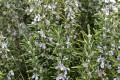 Natural Herbal Remedies, Rosemary