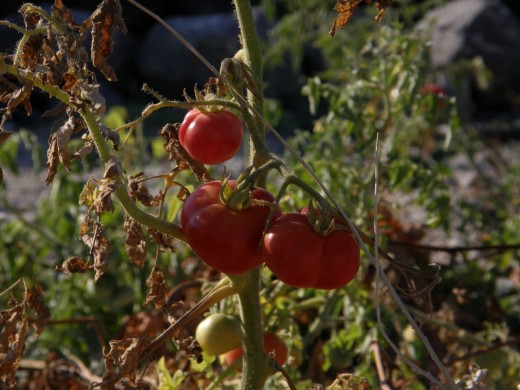 the famous cherry tomaotoes