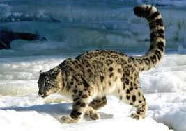 Snow Leopard