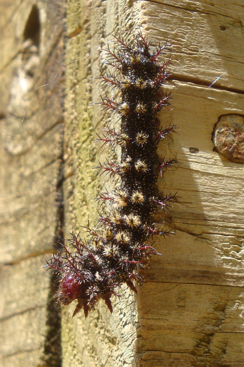 Monster Bug Poisonous Stinging Caterpillar Buck Moth Monster Bug Poisonous Stinging Caterpillar Buck Moth