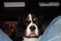 Creating a Pet Care Trust.