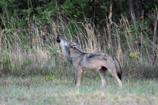 An Appenine Wolf