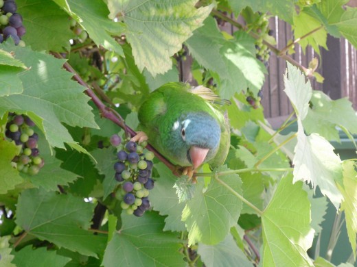 Charlie sitting on the grapevine in our garden eating grapes.
