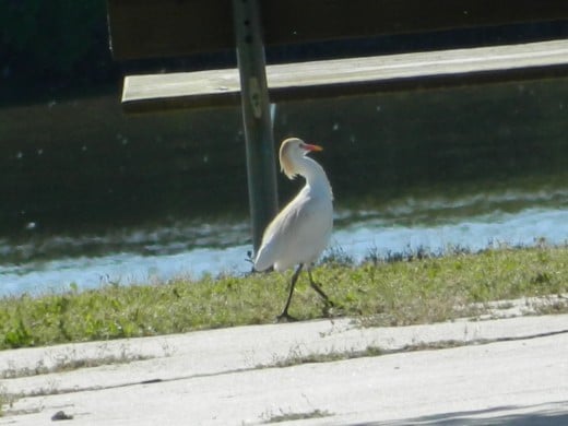 Cattle Egret