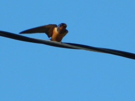 Cave Swallow