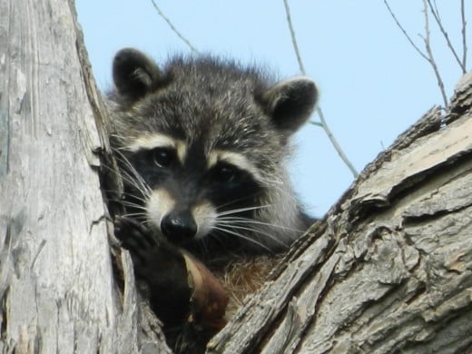 Raccoon