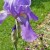 Russian Iris With Bud Russian Iris With Bud