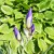 Regal Russian Iris Buds Regal Russian Iris Buds