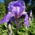 Breezy Iris Breezy Iris
