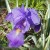 Ruffled, Yet Unruffled :) Ruffled, Yet Unruffled :)