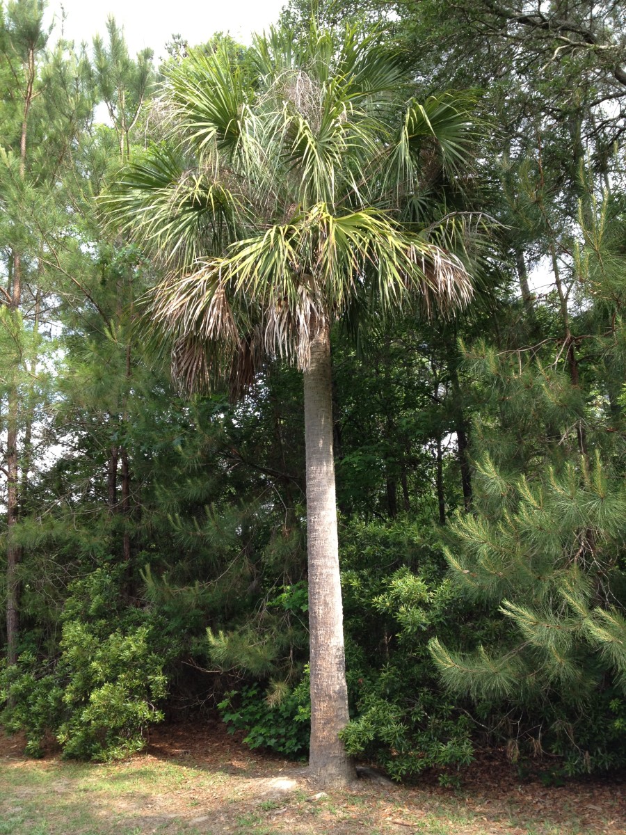 Palmetto tree