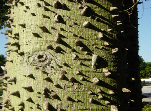 The spikes