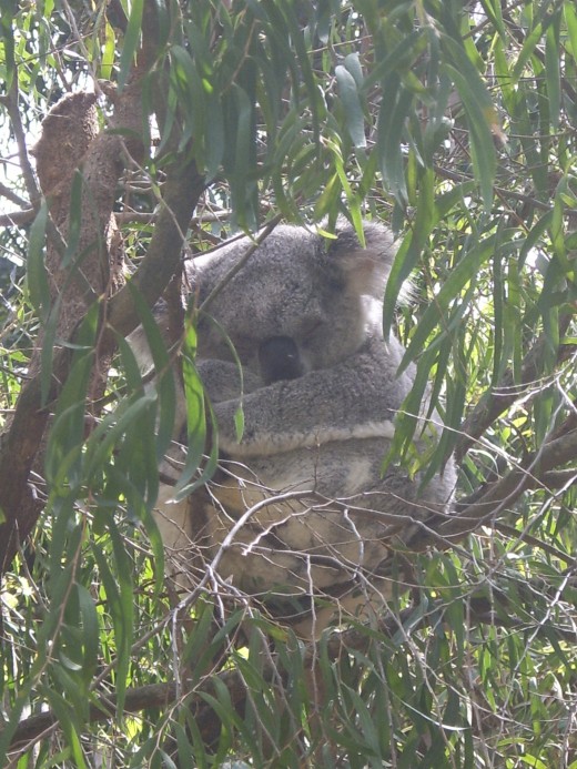 Koala at Perth Zoo, WA