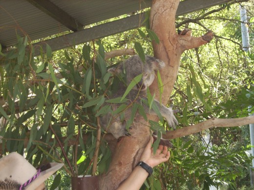 Koala at Bungalow Bay, Magnetic Island