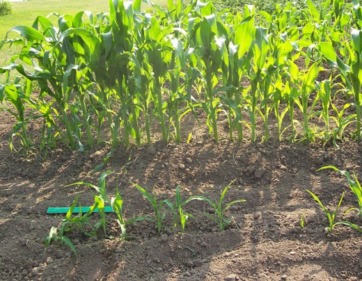 Young sweet corn patch