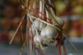 How to Use the Health Benefits of Garlic to Ward Off High Blood Pressure and Protect Cells From Cancer