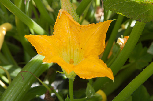 Summer Squash Blossom