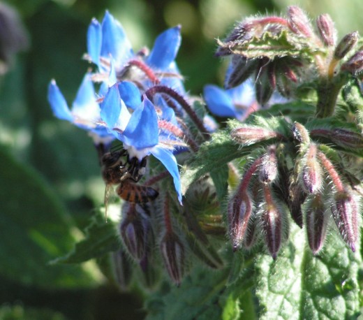 Borage ("Bee Plant") - Pollinator Attractor