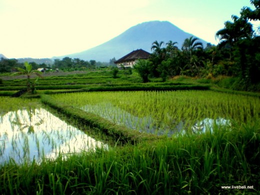 The majestic Mount Agung, with a classic Bali rice field in the foreground.
