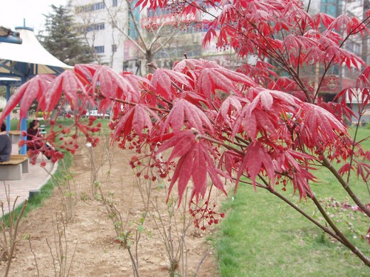 Bloodgood variety of the Japanese maple
