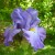 Periwinkle colored Iris flower in Spring in my garden.