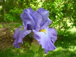 Bearded Iris - Photos and Tips For Growing Beautiful Irises