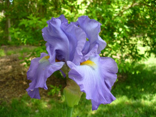 Periwinkle colored Iris flower in Spring in my garden.