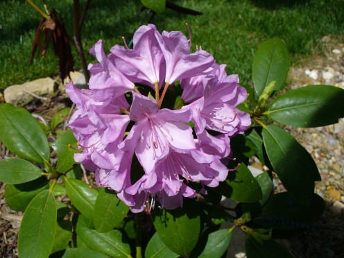 A lavender rhododendron flower.  I love the richness of the color.