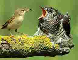 Young Cuckoo being fed by dimunitive host