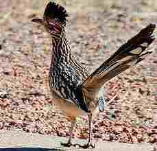Roadrunner One of my favorite birds and a relative of the Cuckoo