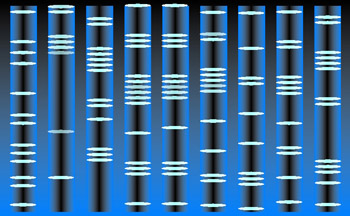 Topographic Genotyping tests the DNA of tissue samples to look for alterations that indicate specific cancers. Topographic Genotyping tests the DNA of tissue samples to look for alterations that indicate specific cancers.