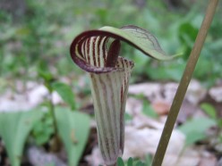 How to Grow Jack-in-the-Pulpit